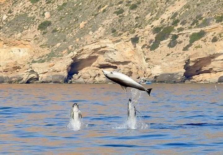 Dolphins on the Costa Blanca