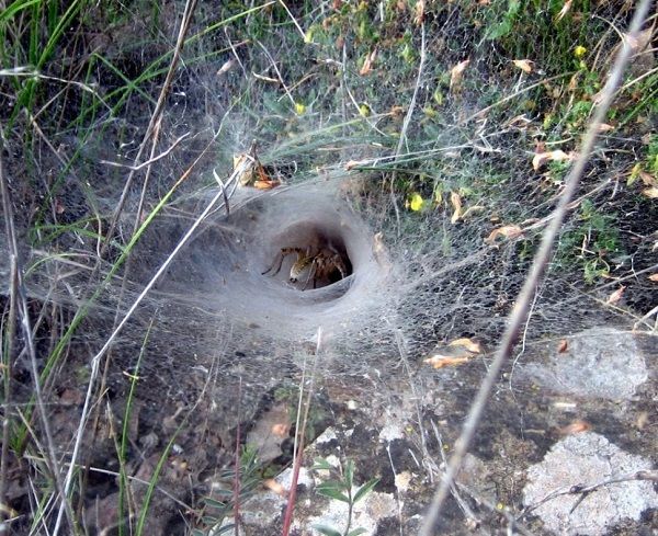 Dangerous insects and reptiles in Spain, Funnel web spider