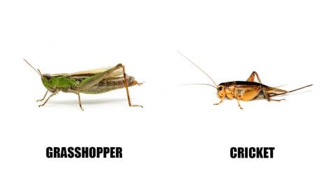 Creepy Crawlies in Spain, grasshoppers and crickets