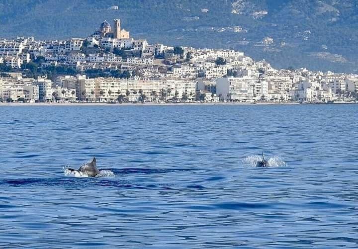 Dolphins on the Costa Blanca, Altea
