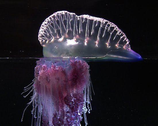 Jellyfish Safety