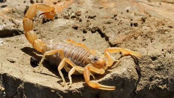 Dangerous insects and reptiles in Spain, Mediterranean Scorpion