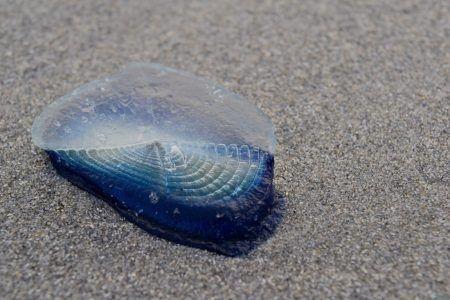 Beach Safety, Jellyfish